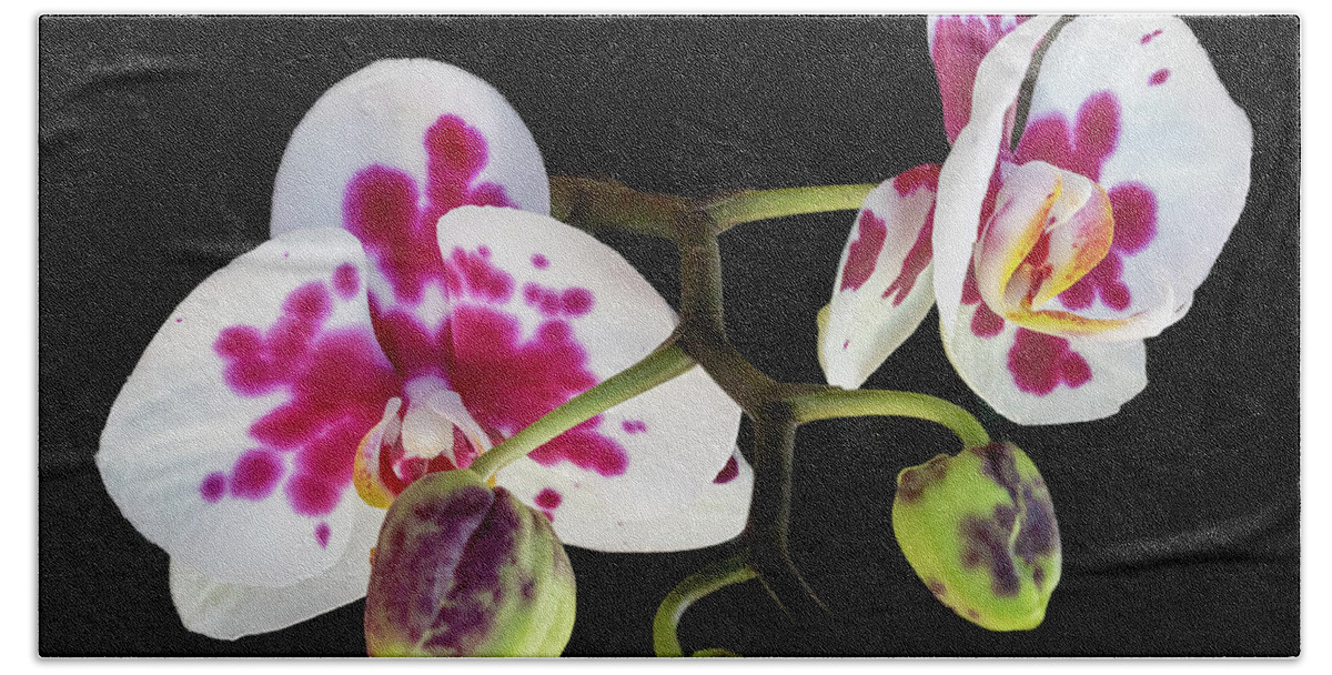 Orchid Beach Towel featuring the photograph Orchid Promise by Richard Goldman