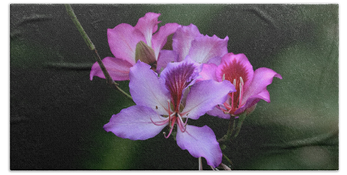Orchid Beach Towel featuring the photograph Orchid Tree Blossoms by Shane Bechler
