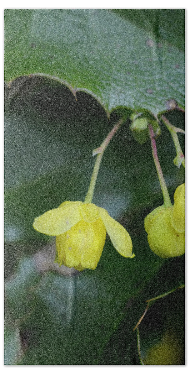 Flowers Beach Towel featuring the photograph Oregon Grape Mahonia aquifolium, Cowichan Valley, Vancouver Island, British Columbia by Kevin Oke