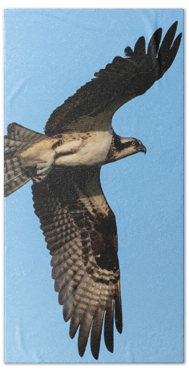 Osprey Beach Towel featuring the photograph Osprey 2021-5 by Thomas Young