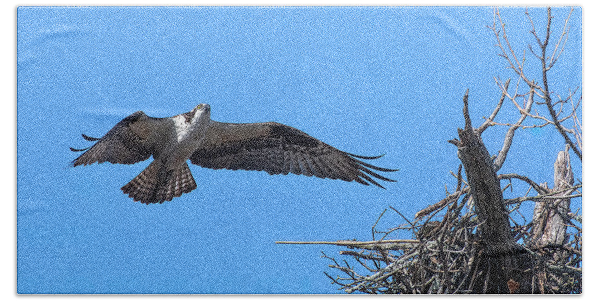 Nature Beach Towel featuring the photograph Osprey Approaching Nest DRB0281 by Gerry Gantt