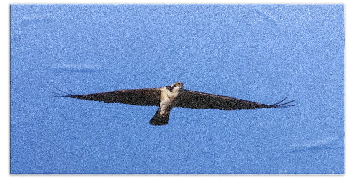 Osprey Beach Towel featuring the photograph Osprey Flying High by Steven Krull