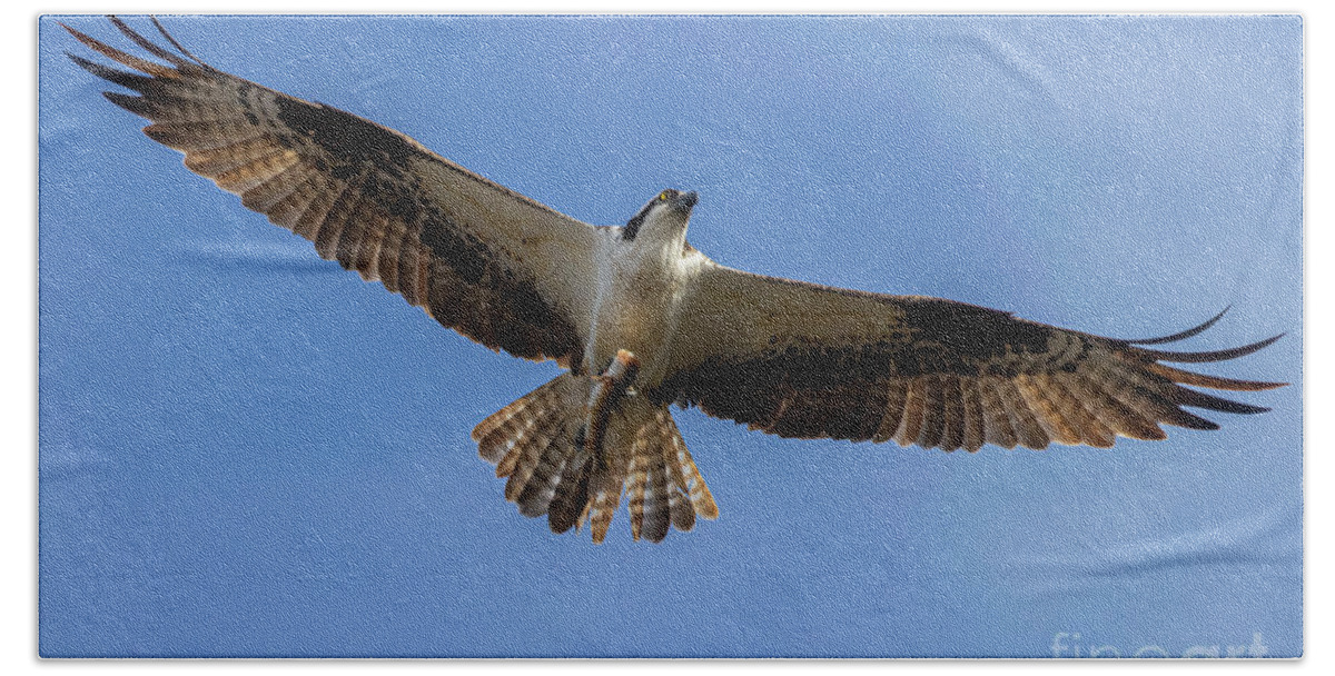 Osprey Beach Towel featuring the photograph Osprey With Fish by Steven Krull