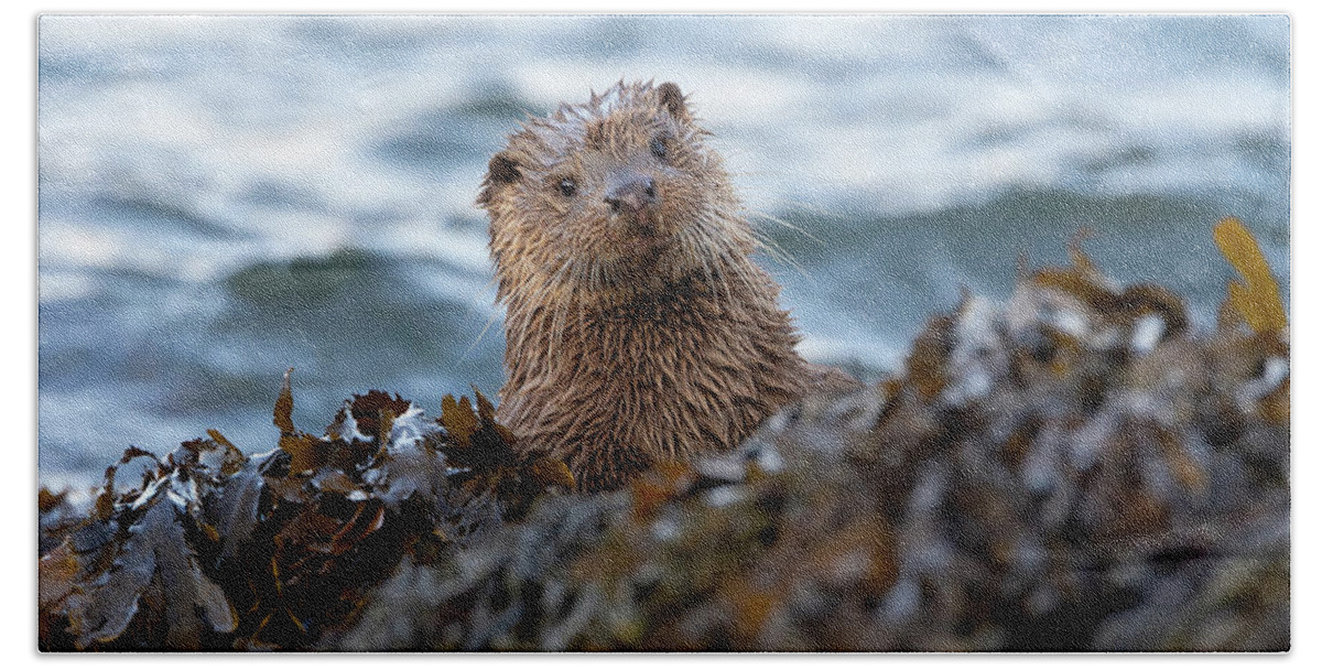 Otter Beach Towel featuring the photograph Otter Cub Peekaboo by Pete Walkden