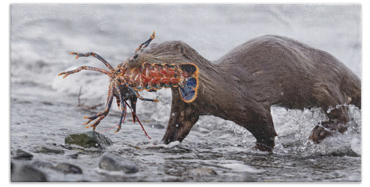 Otter Beach Towel featuring the photograph Otter With Lobster by Pete Walkden