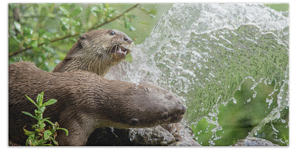 Otters Beach Towel featuring the photograph Otters in the fountain by Gareth Parkes