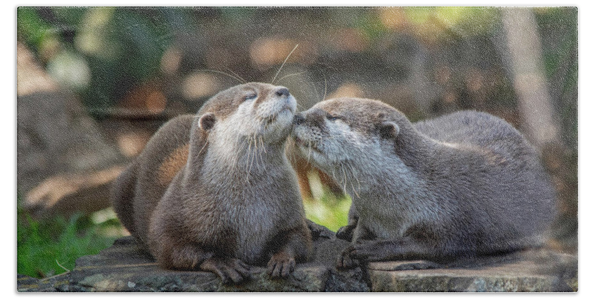 Otter Beach Towel featuring the photograph Otters kissing by Gareth Parkes
