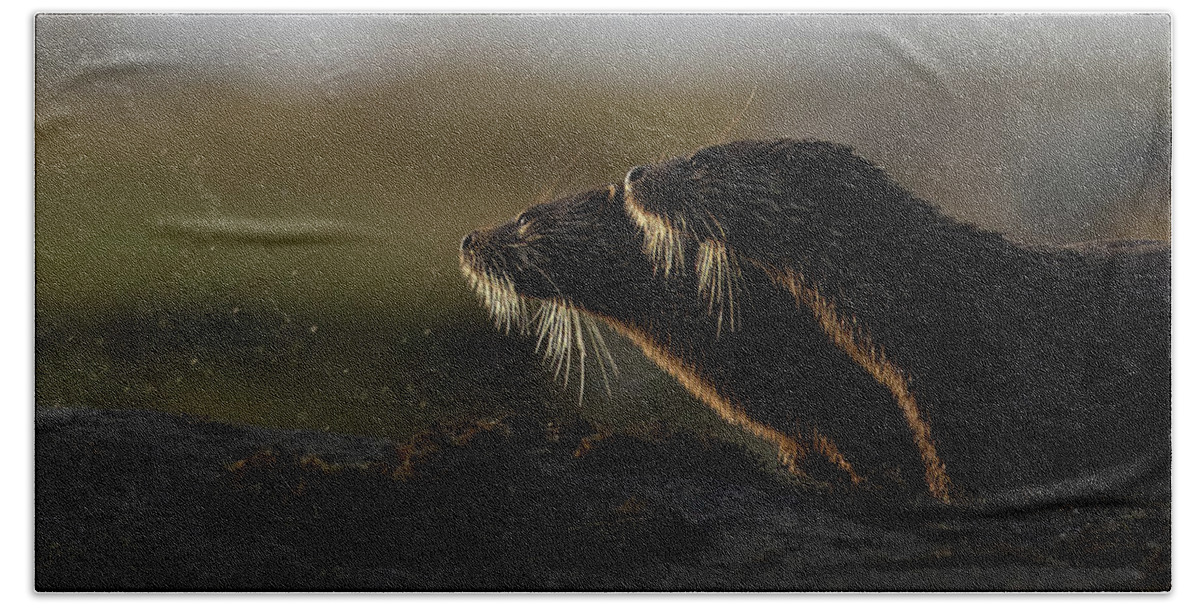 Eurasian Beach Towel featuring the photograph Otters' Whiskers by Pete Walkden