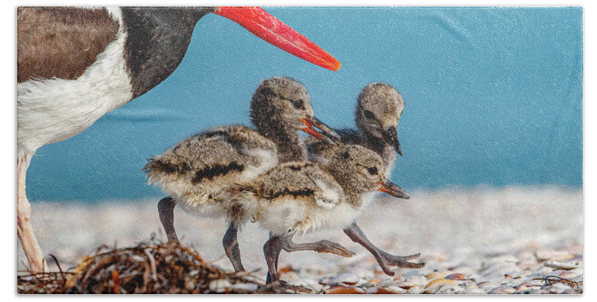 Oyster Catcher Beach Towel featuring the photograph Oyster Catcher Family by Judy Rogero