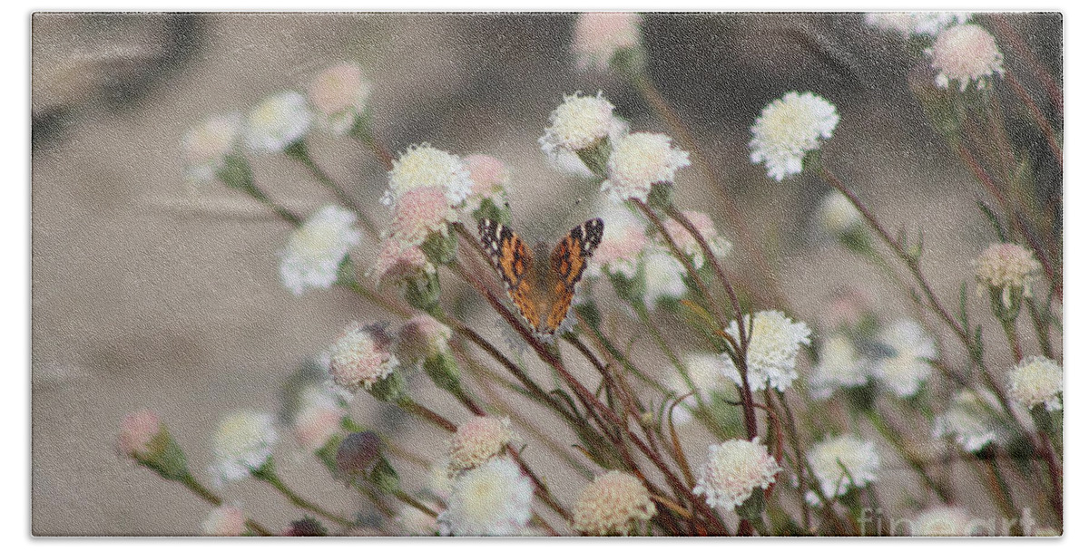 Wedding Beach Towel featuring the photograph Painted Lady on Wild Pincushion Flower in Coachella Valley Wildlife Preserve by Colleen Cornelius