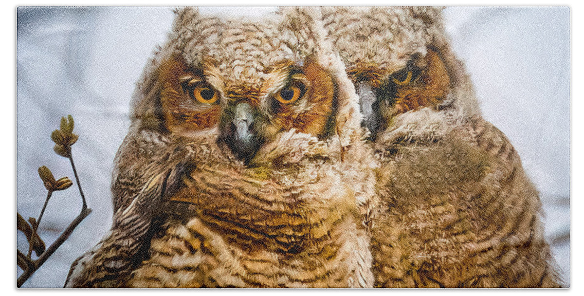 Owl Beach Towel featuring the photograph Pair of Owls by Allin Sorenson