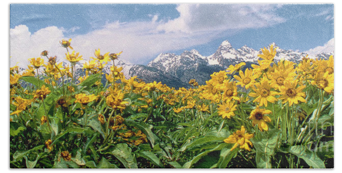 Dave Welling Beach Towel featuring the photograph Panoramic Balsamroot Below The Teton Range by Dave Welling