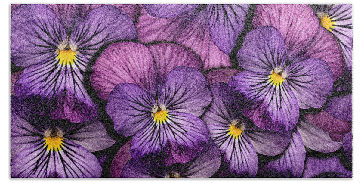 Pansy Beach Towel featuring the photograph Pansy Proximity by Vanessa Thomas
