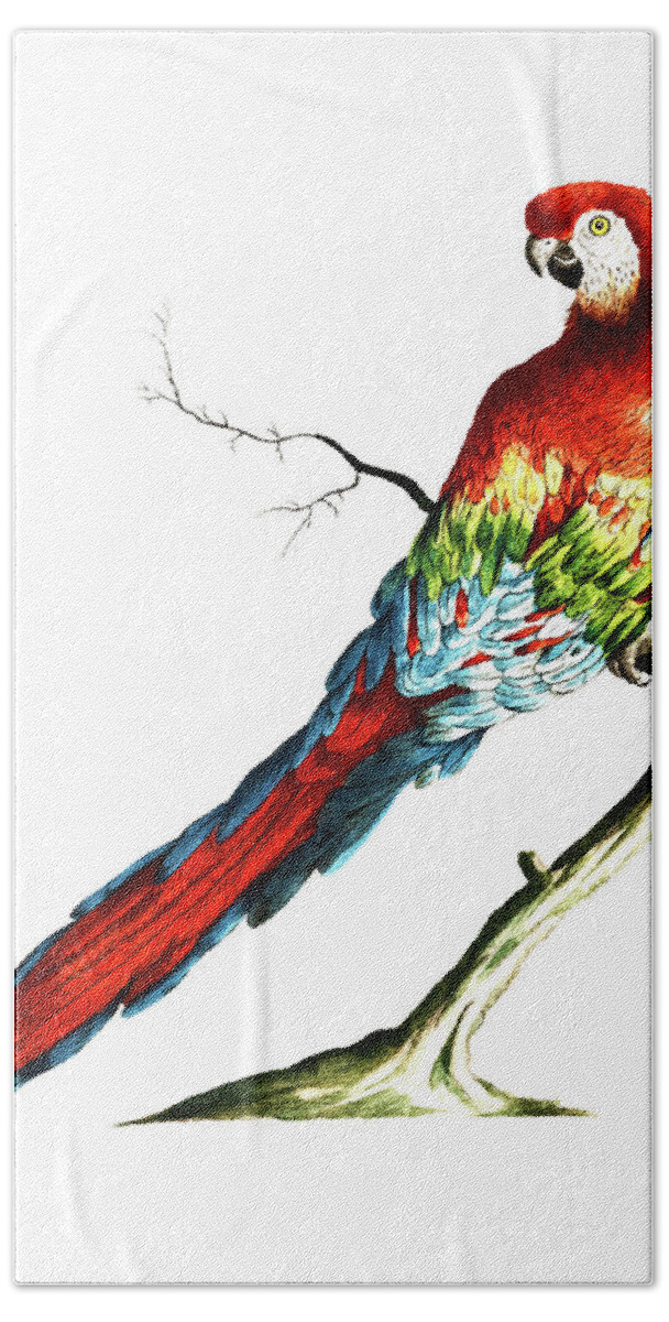 Saverio Manetti Beach Towel featuring the painting Parrot called red macaw of Brazil by Saverio Manetti