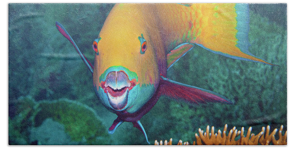 Heavybeak Parrotfish Beach Towel featuring the photograph Parrotfish with eye-catching make-up at coral reef - by Ute Niemann