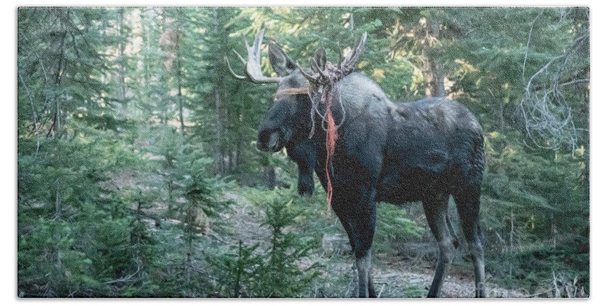 Moose Beach Towel featuring the photograph Party Animal by Patrick Nowotny