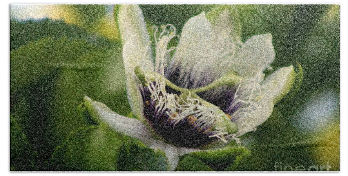 Passion Fruit Beach Towel featuring the photograph Passion Flower Budding Closeup by Colleen Cornelius