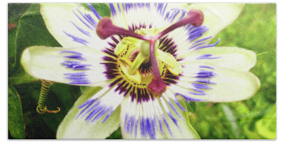 Flower Beach Towel featuring the photograph Passion Flower by Segura Shaw Photography