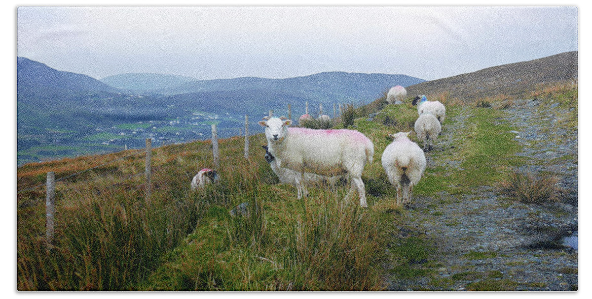 Sheep Beach Towel featuring the photograph Path to Rural Glencolmcille by Lexa Harpell
