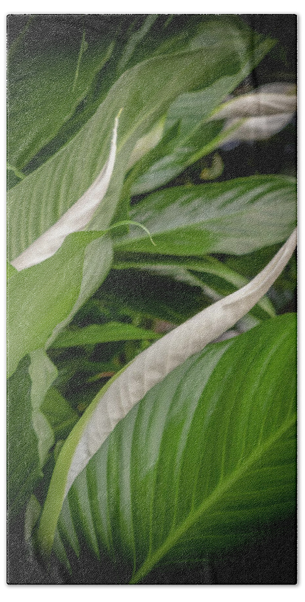 Peace Lily; Merrifield Gardens; Flower; Sympathy; Curve Beach Towel featuring the photograph Peace Lily by Georgette Grossman
