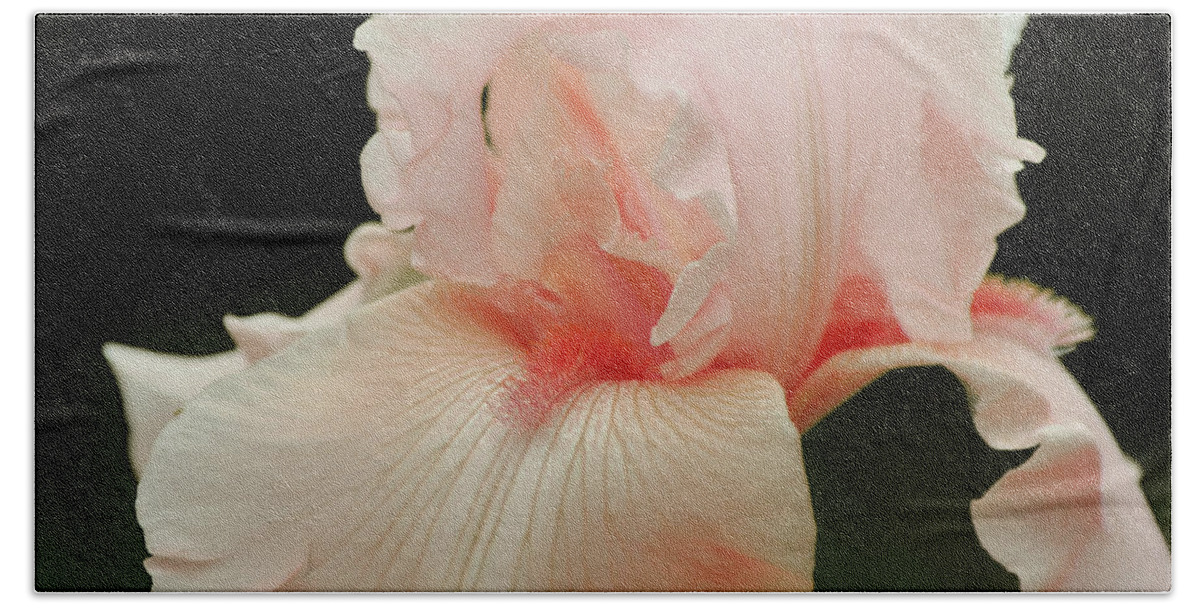 Iris Beach Towel featuring the photograph Peach Pink Iris Flower for Spring by Gaby Ethington