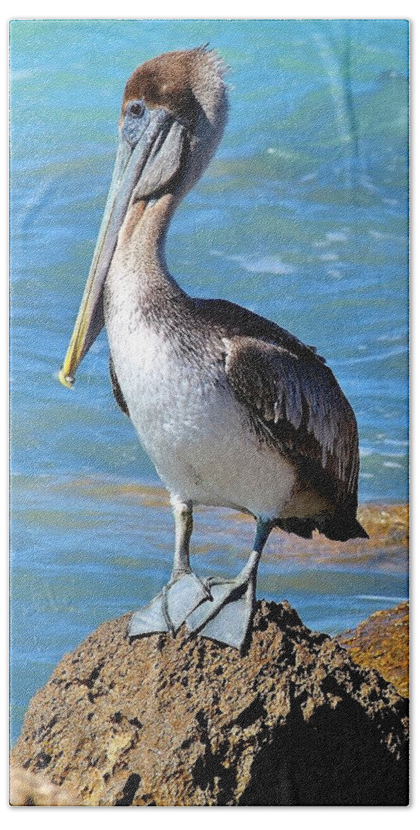 Birds Beach Towel featuring the photograph Pelican F by John Hintz