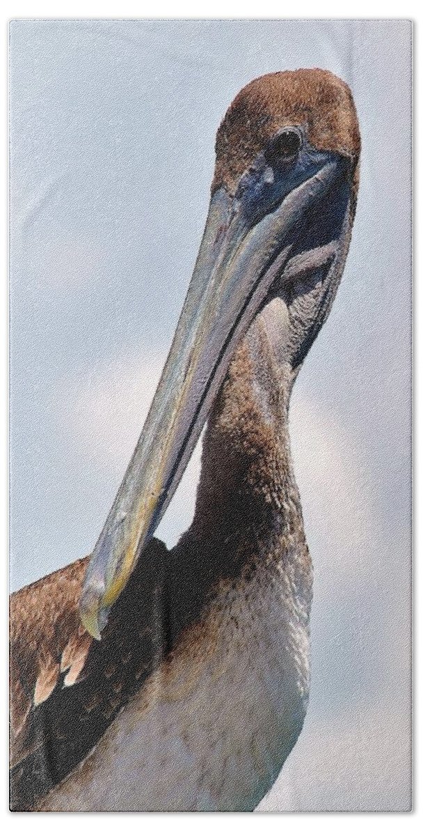 Birds Beach Towel featuring the photograph Pelican G by John Hintz