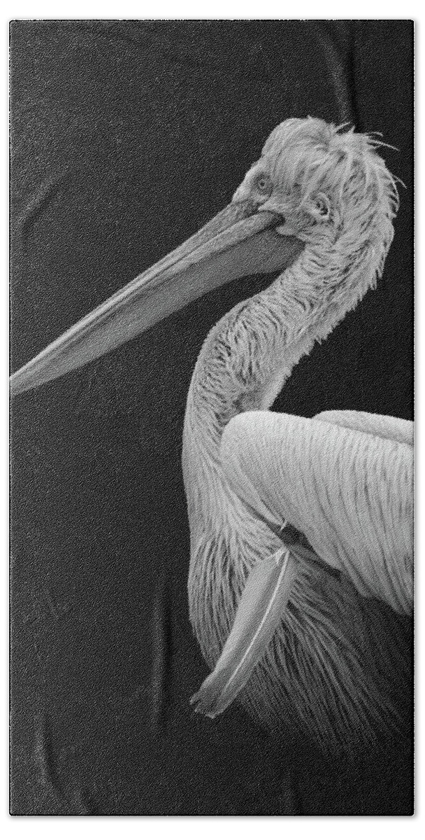 Pelican Beach Towel featuring the digital art Pelican In Black And White by Marjolein Van Middelkoop