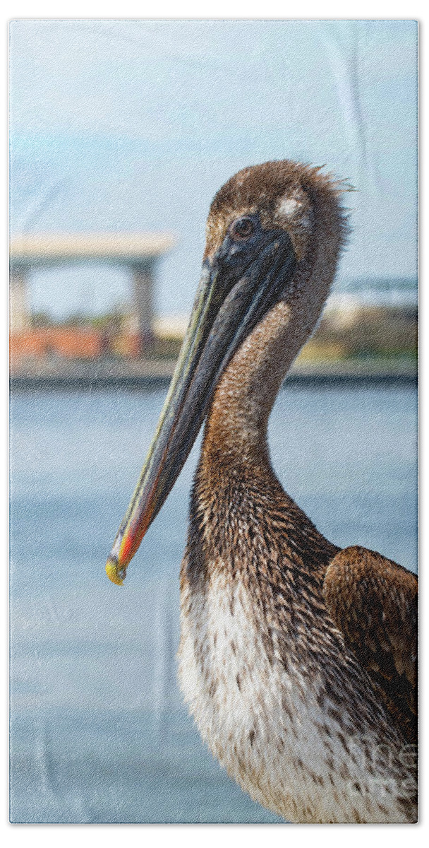 Pelican Beach Towel featuring the photograph Pelican in Downtown Pensacola, Florida by Beachtown Views