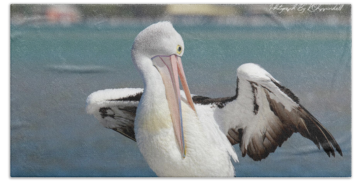Pelicans Beach Towel featuring the digital art Pelican Tuncurry 590. by Kevin Chippindall