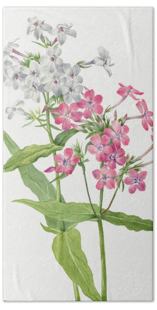 Perennial Phlox Beach Towel featuring the painting Perennial Phlox Flowers. By Mary Vaux Walcott. by World Art Collective