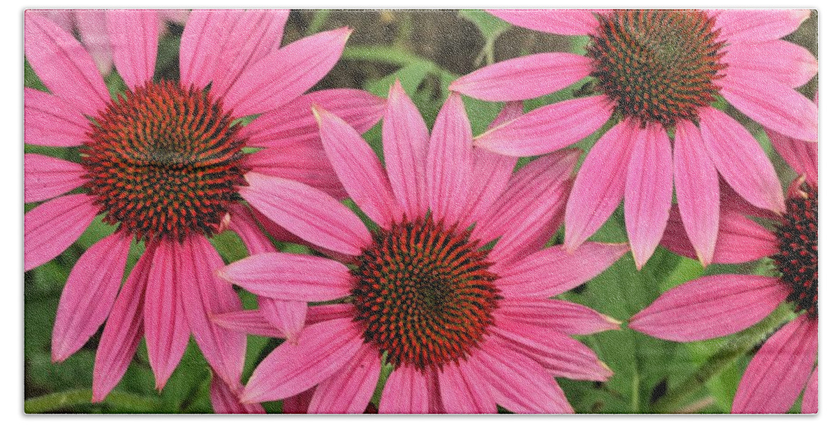 Nature Beach Towel featuring the photograph Perfectly Pink Coneflowers by Sheila Brown