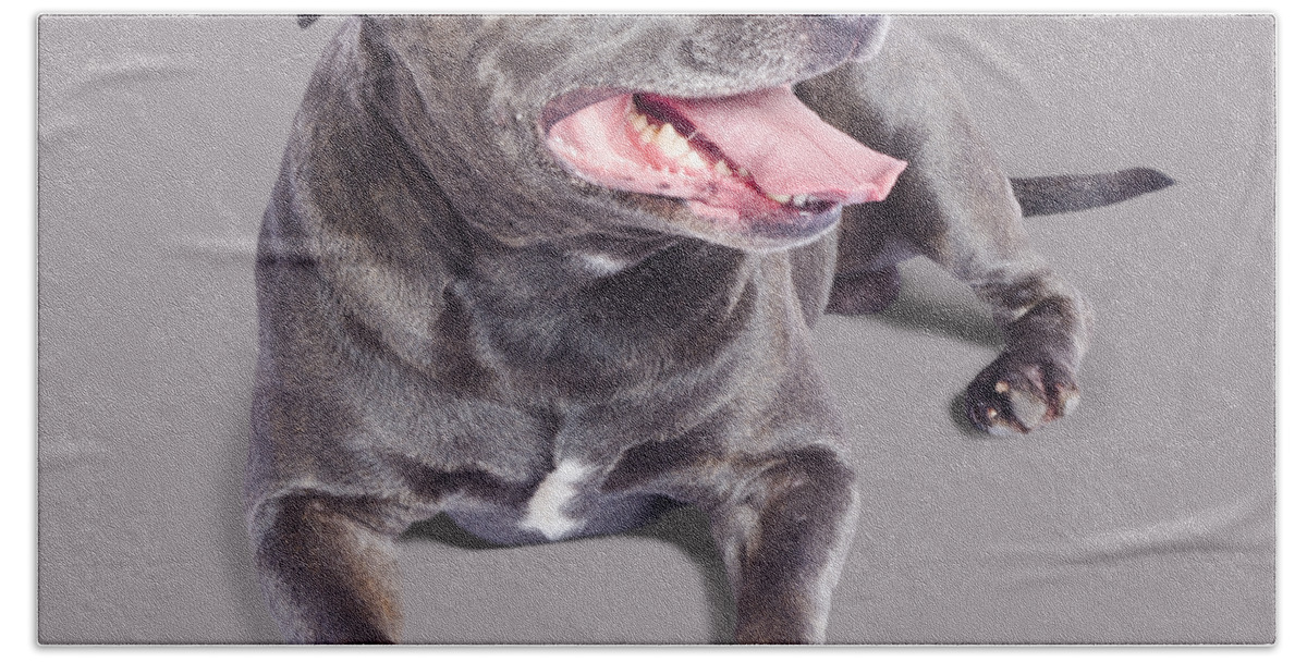 Staffordshire Beach Towel featuring the photograph Pet Staffordshire Terrier dog by Jorgo Photography