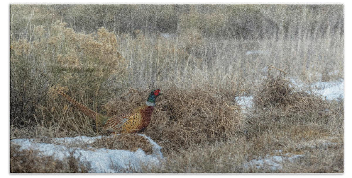 Ring-necked Pheasant Beach Towel featuring the photograph Pheasant Glory by Yeates Photography