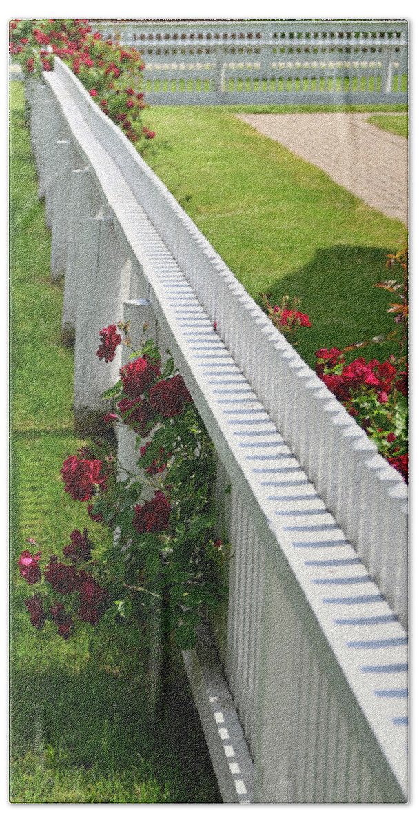  Beach Towel featuring the photograph Picket Fence Roses by Rein Nomm