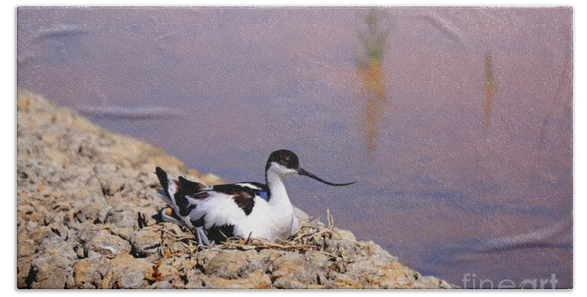Avocet Beach Towel featuring the photograph Pied avocet . by Frederic Bourrigaud