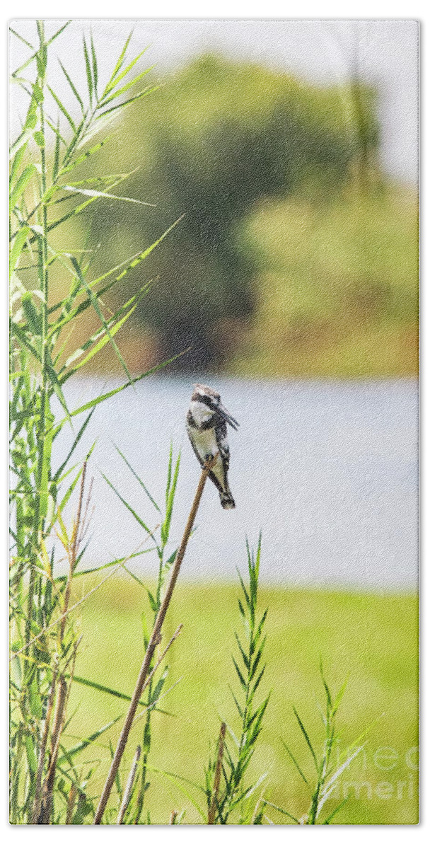 Bird Beach Towel featuring the photograph Pied Kingfisher - Botswana by Scott Pellegrin