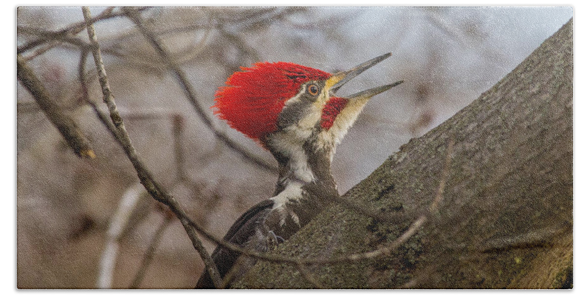 Woodpecker Beach Towel featuring the photograph Pileated Portrait by Kevin Craft