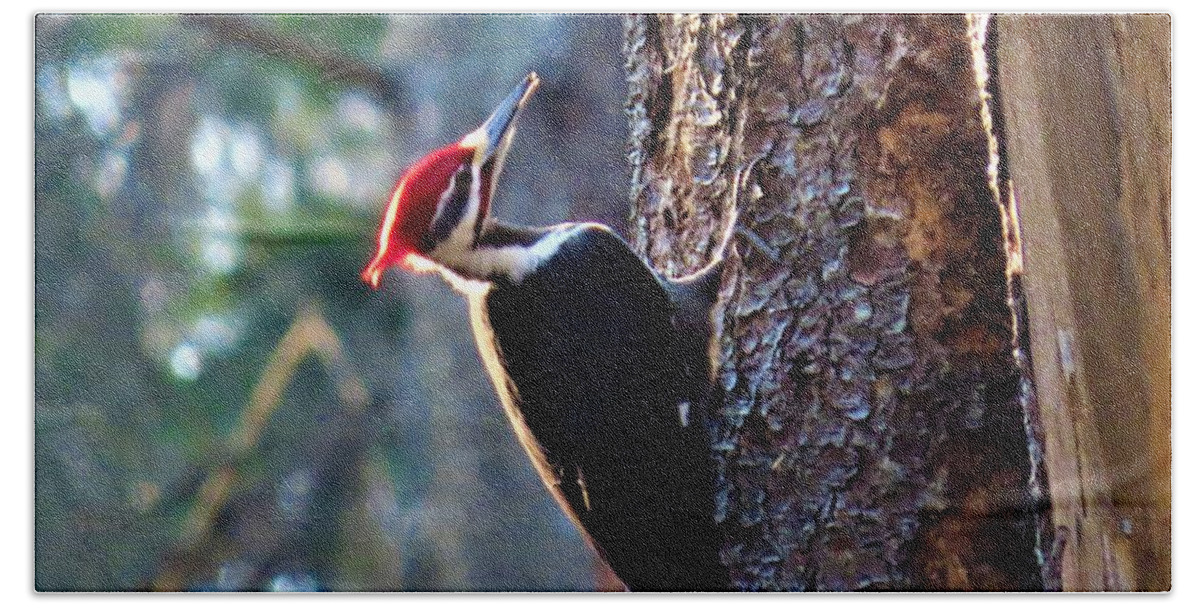 Birds Beach Towel featuring the photograph Pileated Woodpecker at Rancocas Nature Preserve by Linda Stern