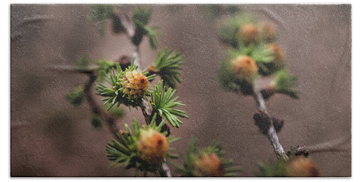 Tree Beach Towel featuring the photograph Pine cones by M Fotograaf