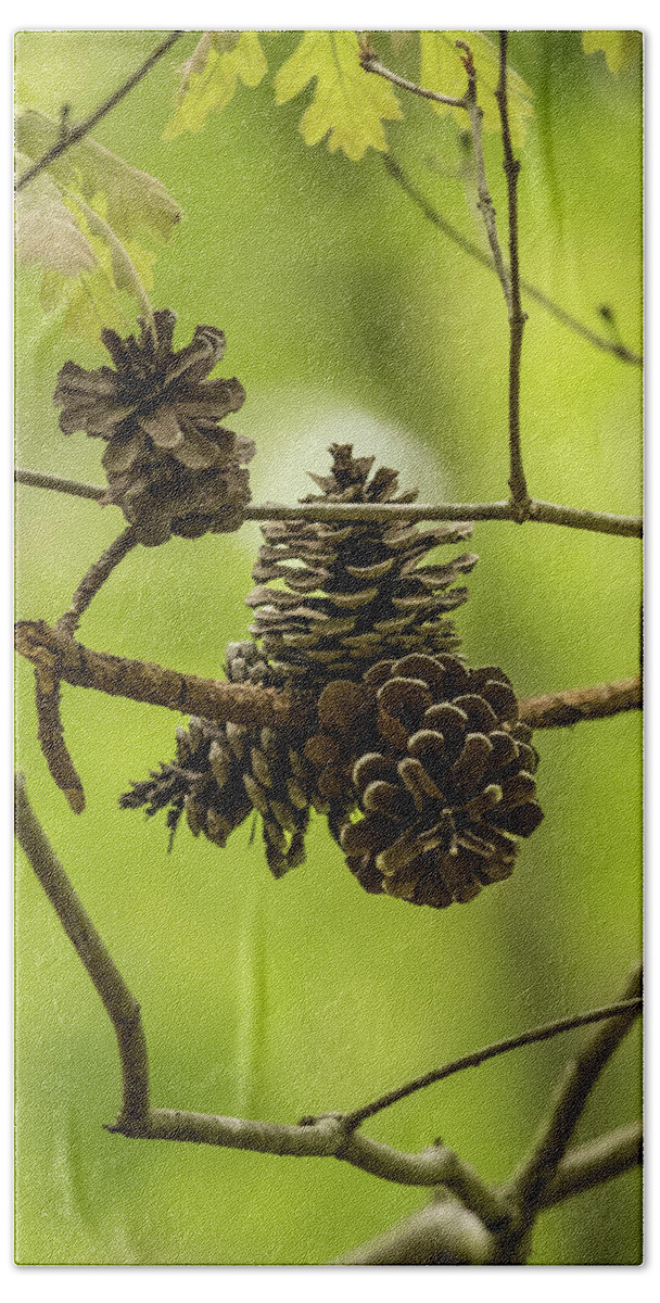 Cone Beach Towel featuring the photograph Pine Cones by Rick Nelson