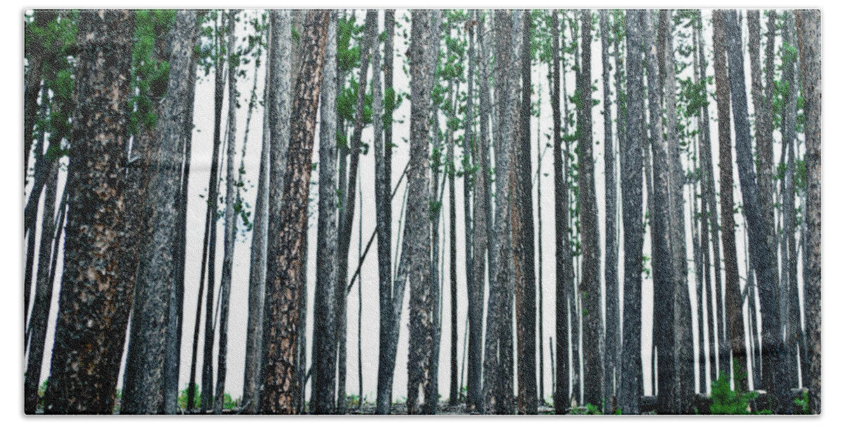 Colorado Beach Towel featuring the photograph Pine Forest by Tara Krauss