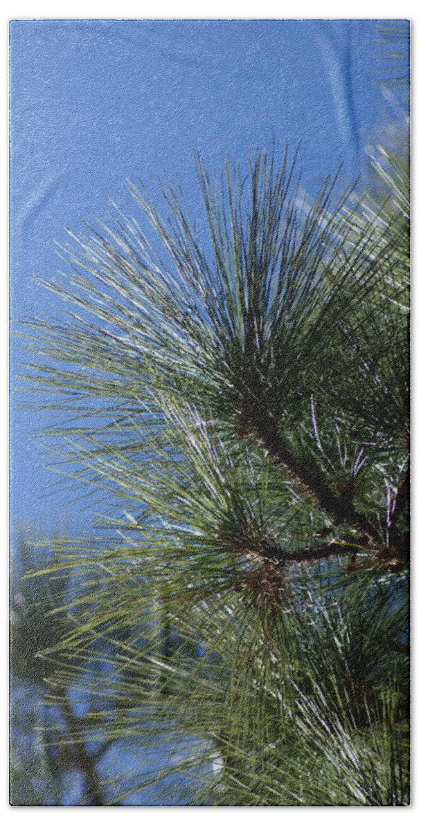  Beach Towel featuring the photograph Pine Left by Heather E Harman