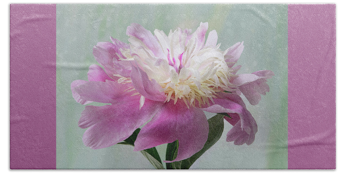 Flower Beach Sheet featuring the photograph Pink and White Peony by Patti Deters