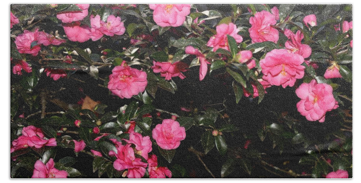 Camellia Beach Towel featuring the photograph Camellia VII by Mingming Jiang
