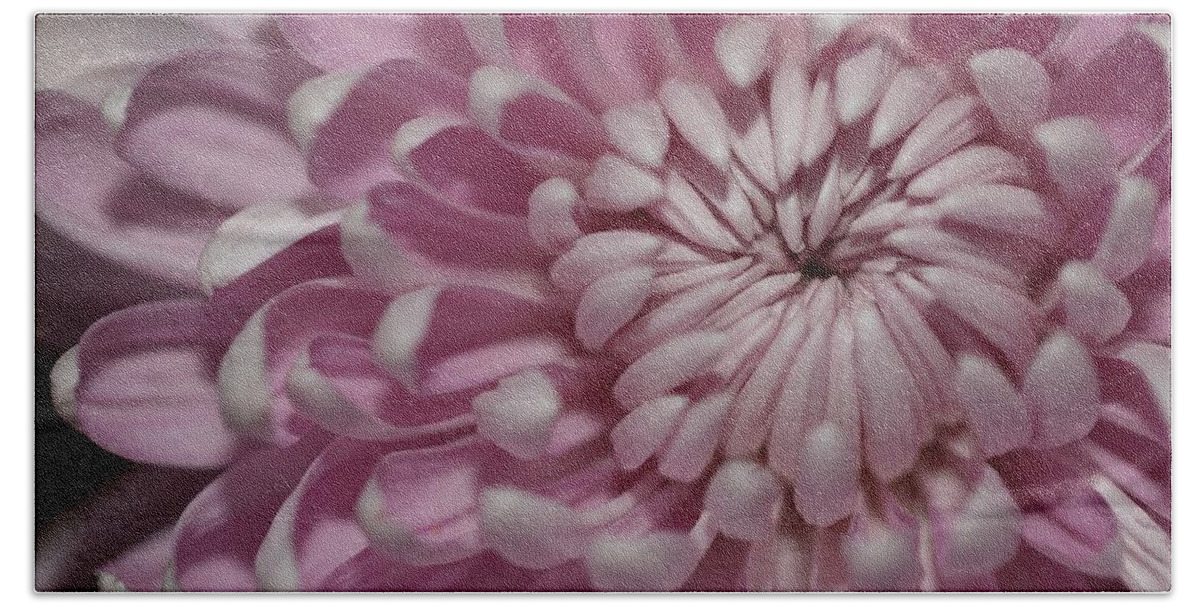 Chrysanthemum Beach Towel featuring the photograph Pink Chrysanthemum by Mingming Jiang