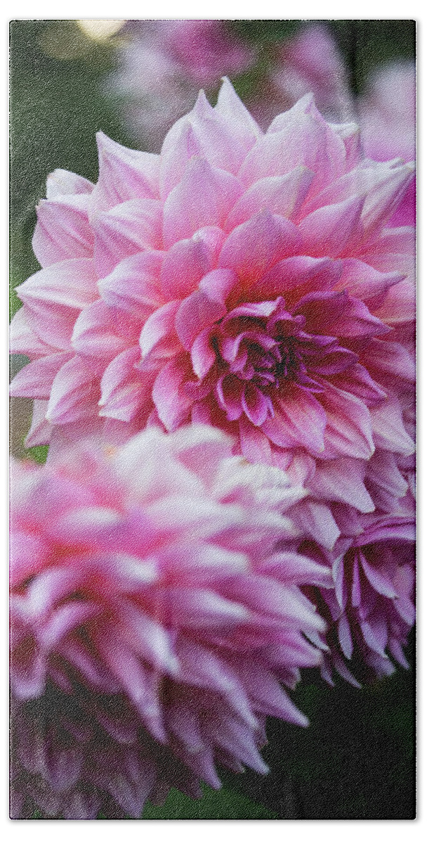 Pink Beach Towel featuring the photograph Pink Dahlias by Denise Kopko