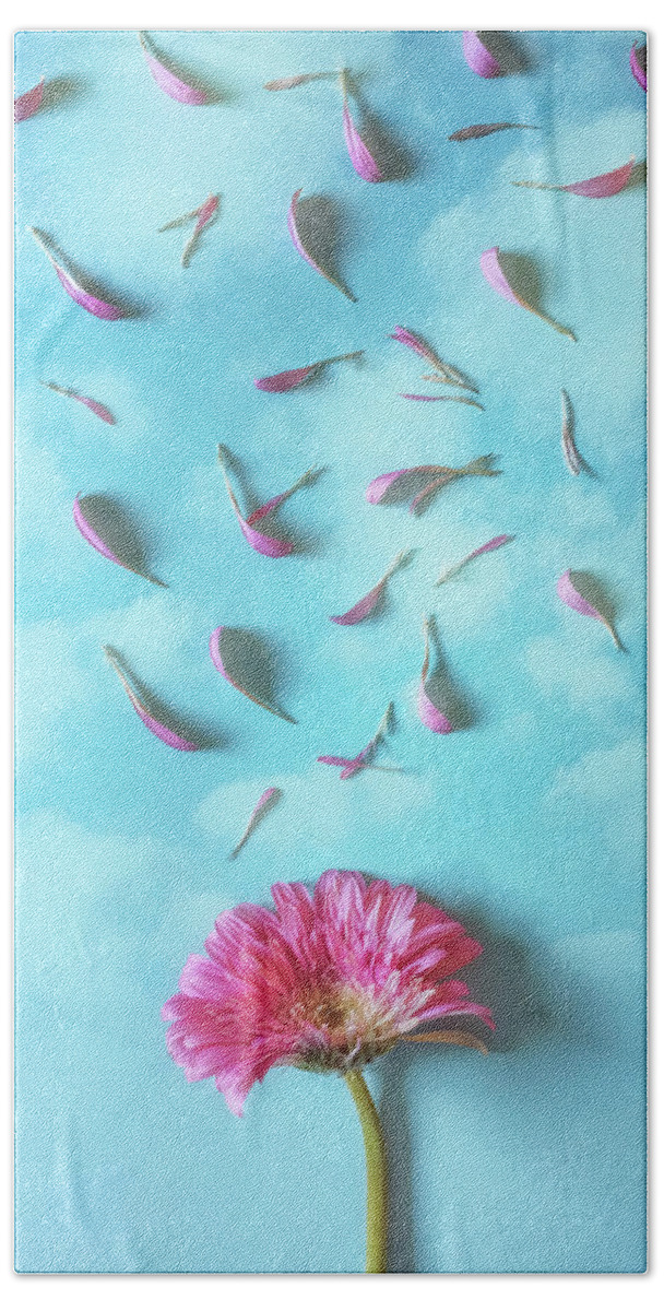 Background Beach Towel featuring the photograph Pink Gerbera Losing Petals by Carlos Caetano