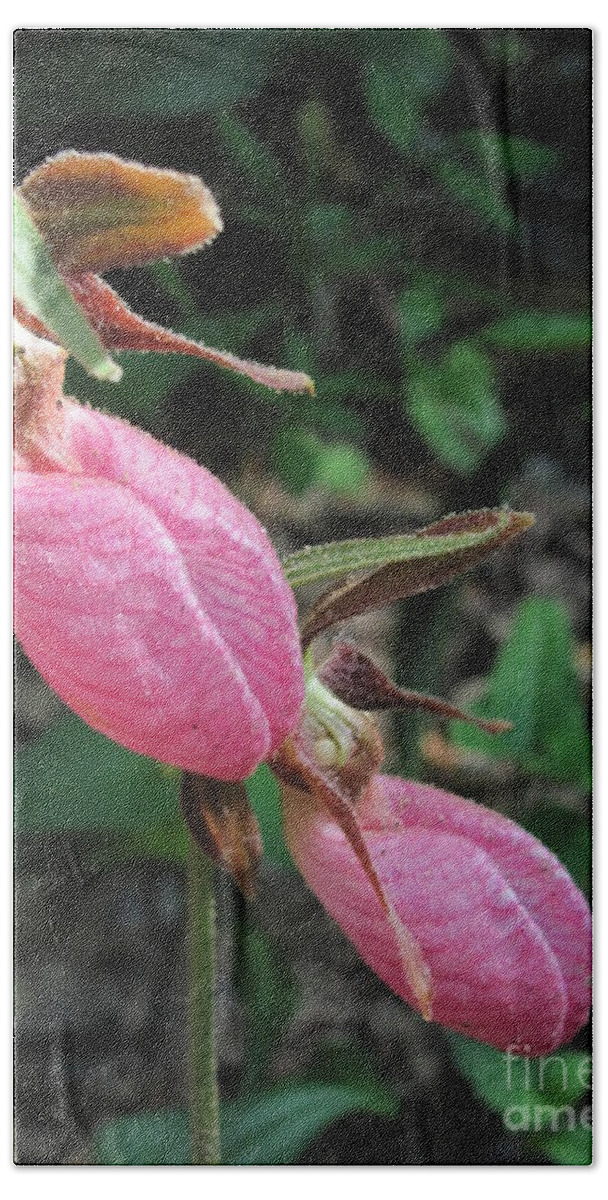 Lady Slippers Beach Towel featuring the photograph Pink Lady Slippers by Anita Adams