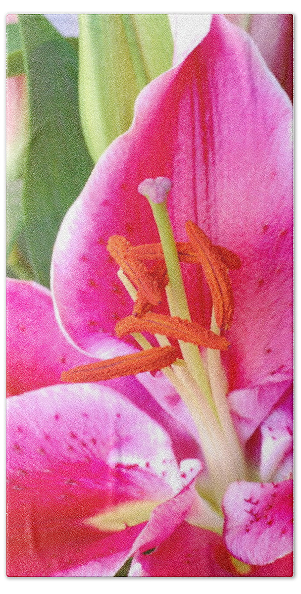 Lily Beach Towel featuring the photograph Pink Lily 2 by Amy Fose
